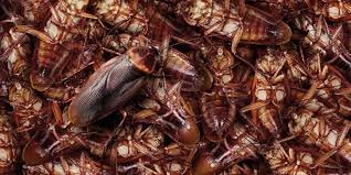 FOUR TYPES OF COCKROACHES IN INDIAN SOCIO-POLITICS